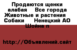 Продаются щенки алабая  - Все города Животные и растения » Собаки   . Ненецкий АО,Шойна п.